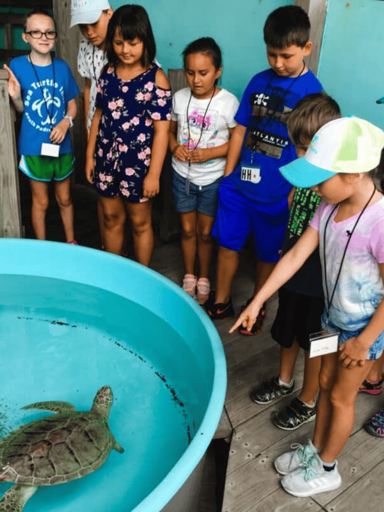 Sea turtle hatchling observation at an educational exhibit.