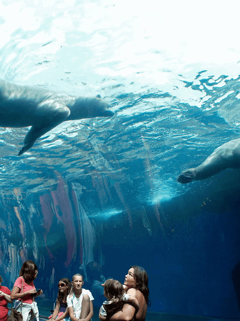 Dolphins swimming in an aquarium with visitors observing underwater views and marine life.