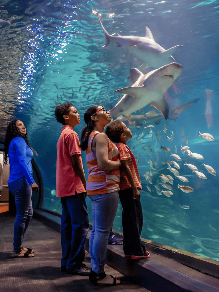 Colorful aquarium with diverse marine life and visitors enjoying underwater view.