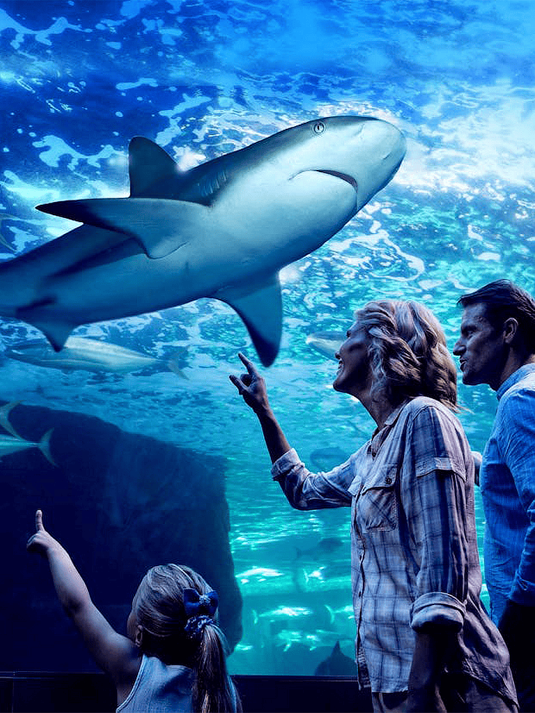 Shark exhibit at an aquarium with visitors, including a young girl pointing at the shark underwater.