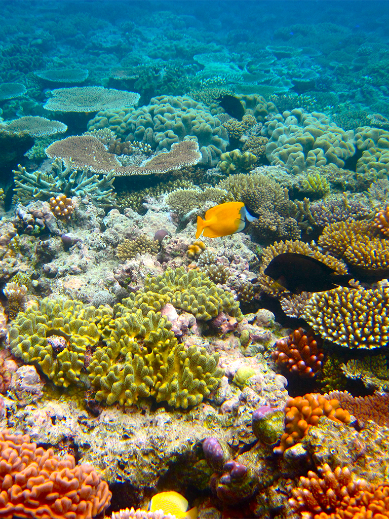 Colorful coral reef with tropical fish, vibrant marine life, and underwater biodiversity.