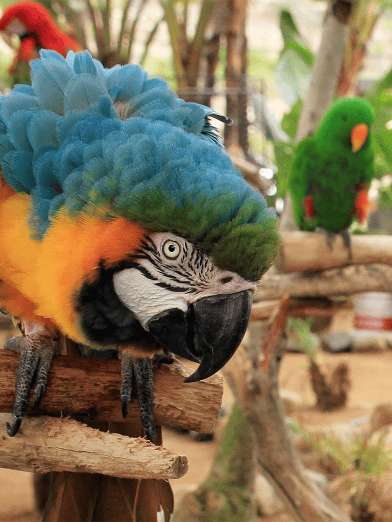 Vibrant blue and yellow parrot with detailed feathers, perched on wooden branch in natural habitat.