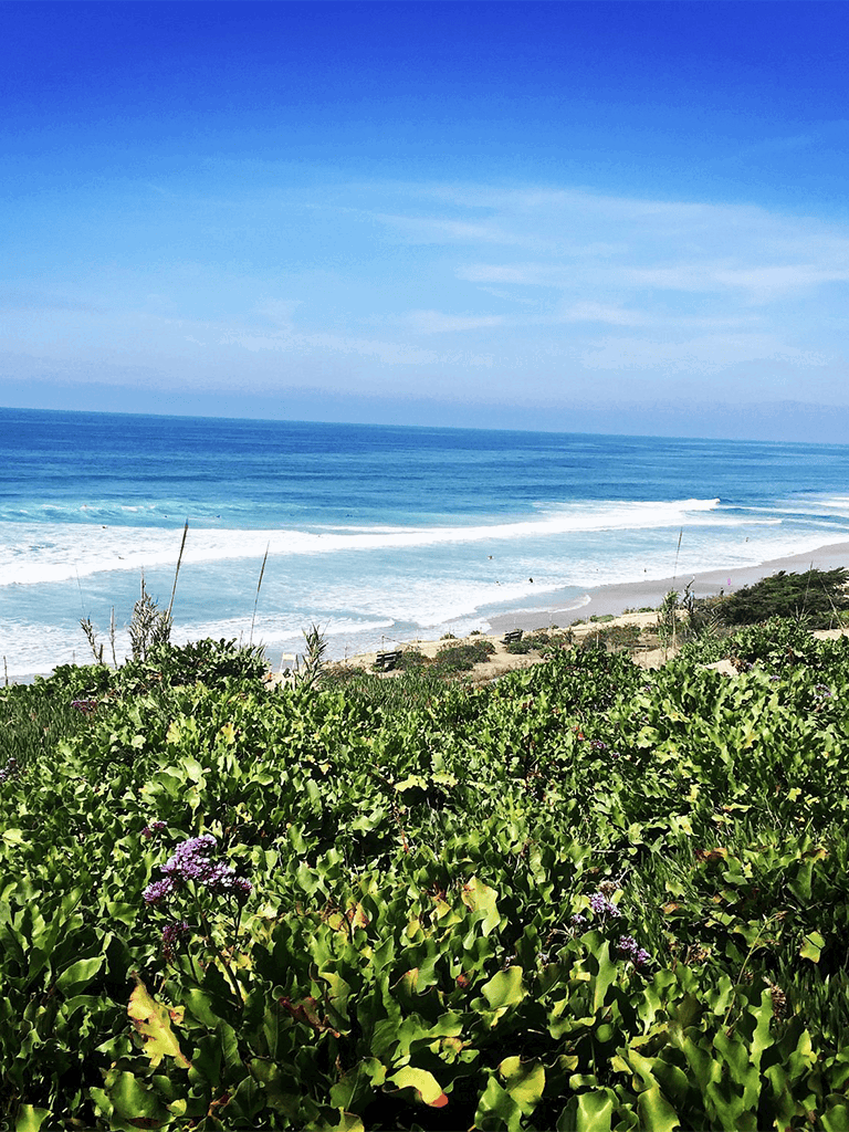 Vibrant green foliage with purple flowers on a coastal cliff overlooking the ocean with blue sky and waves.