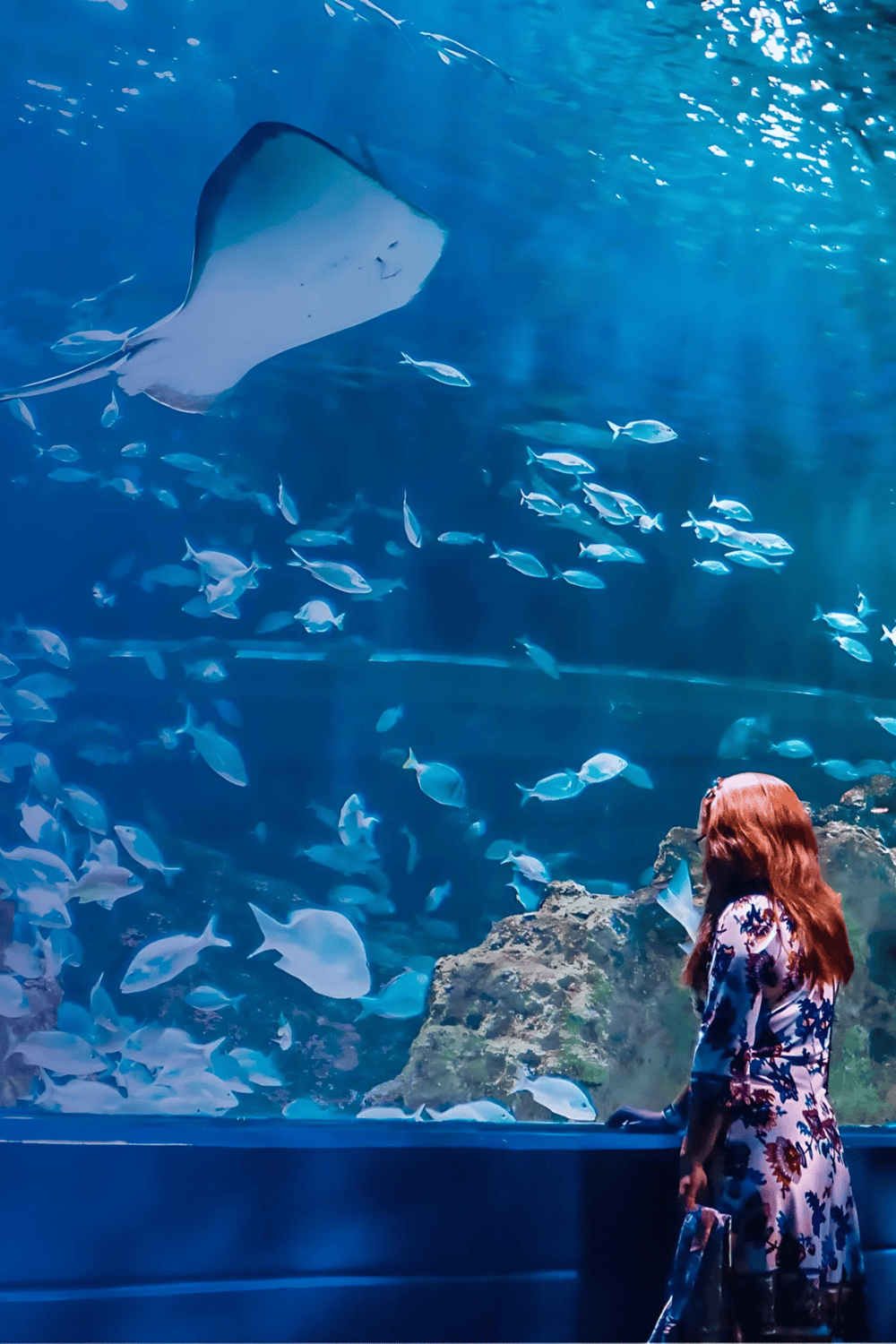 Diver exploring an aquarium tank with sharks and tropical fish, immersive marine life experience.
