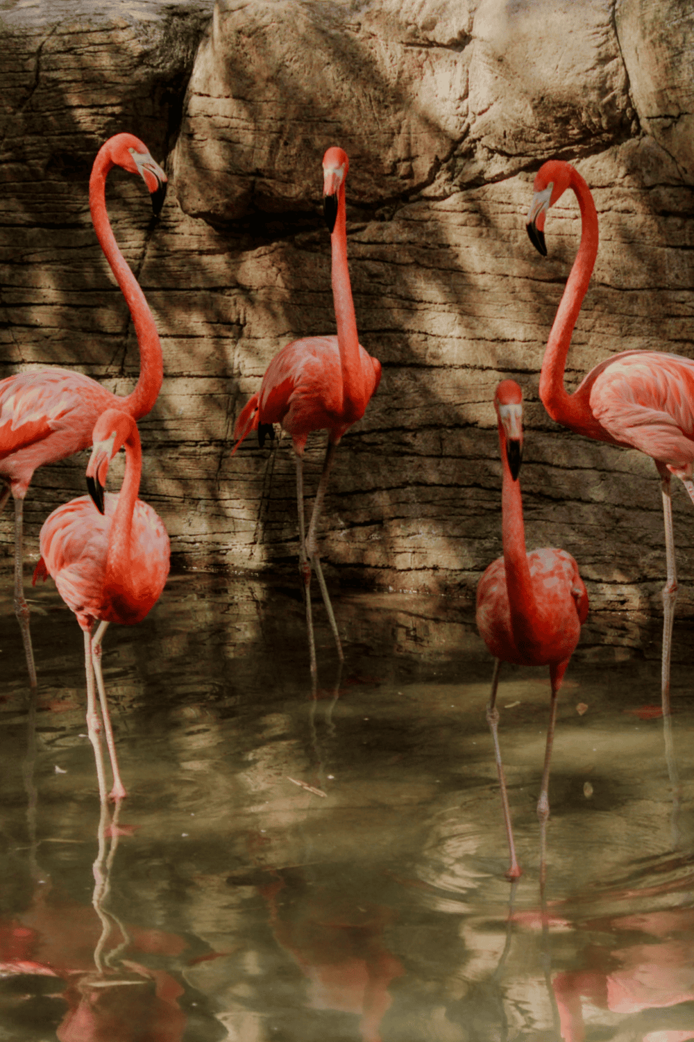 Colorful flamingos standing in water with rocky background for wildlife and nature conservation.