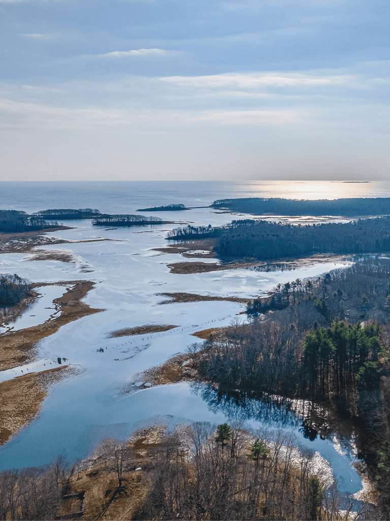 Serene coastal wetlands with melting ice and lush trees during winter in Maryland.