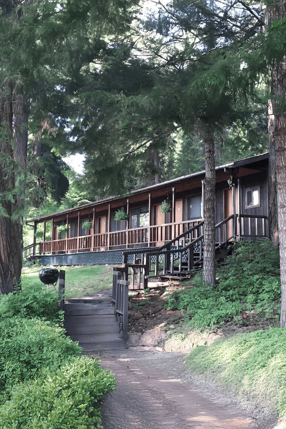 Charming cabin surrounded by tall pine trees in a lush forest setting.