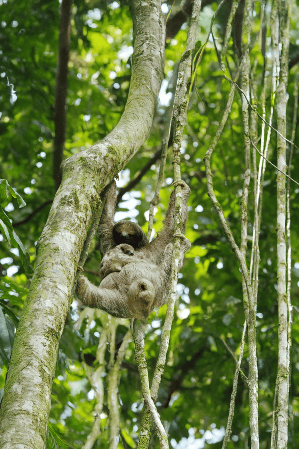 Sloth hanging from tree in tropical rainforest for adventure travel and eco-tourism.