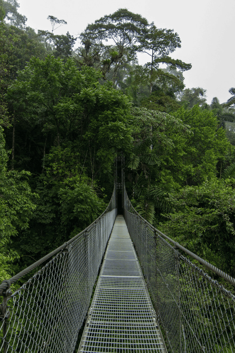 Suspension bridge through lush rainforest jungle, nature adventure, eco tourism, scenic trail, outdoor exploration.