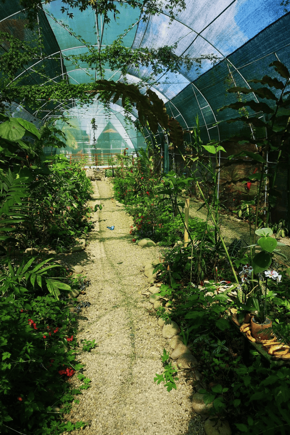 Lush greenhouse garden with vibrant plants and walking path for sustainable gardening enthusiasts.