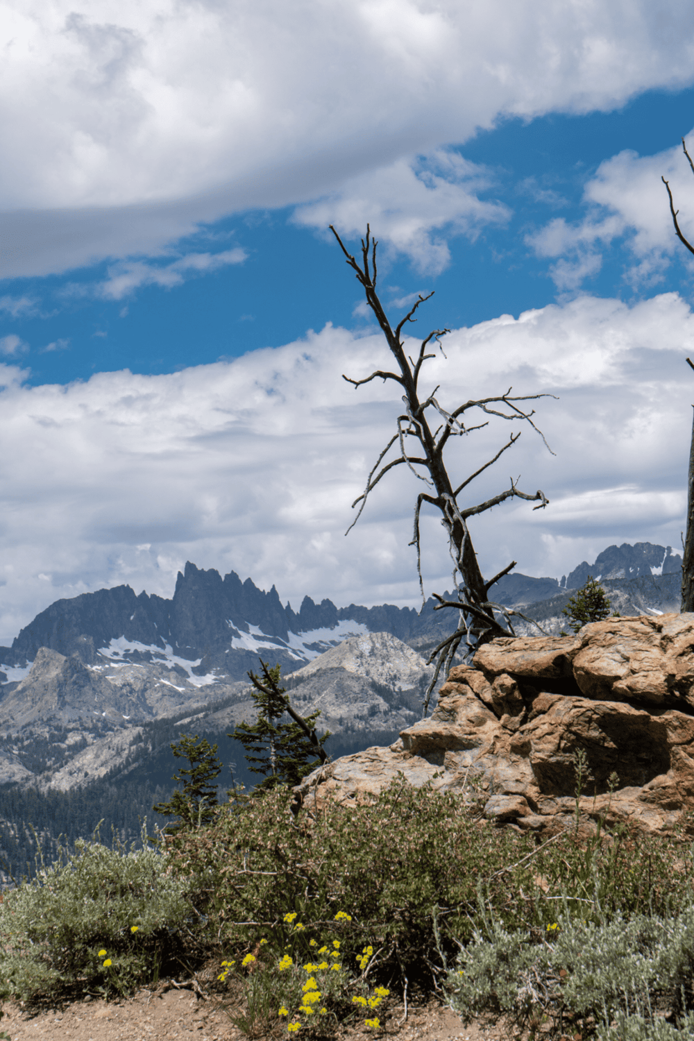 Dead tree in Rocky Mountains, scenic landscape with rugged peaks and cloudy sky, outdoor hiking adventure.