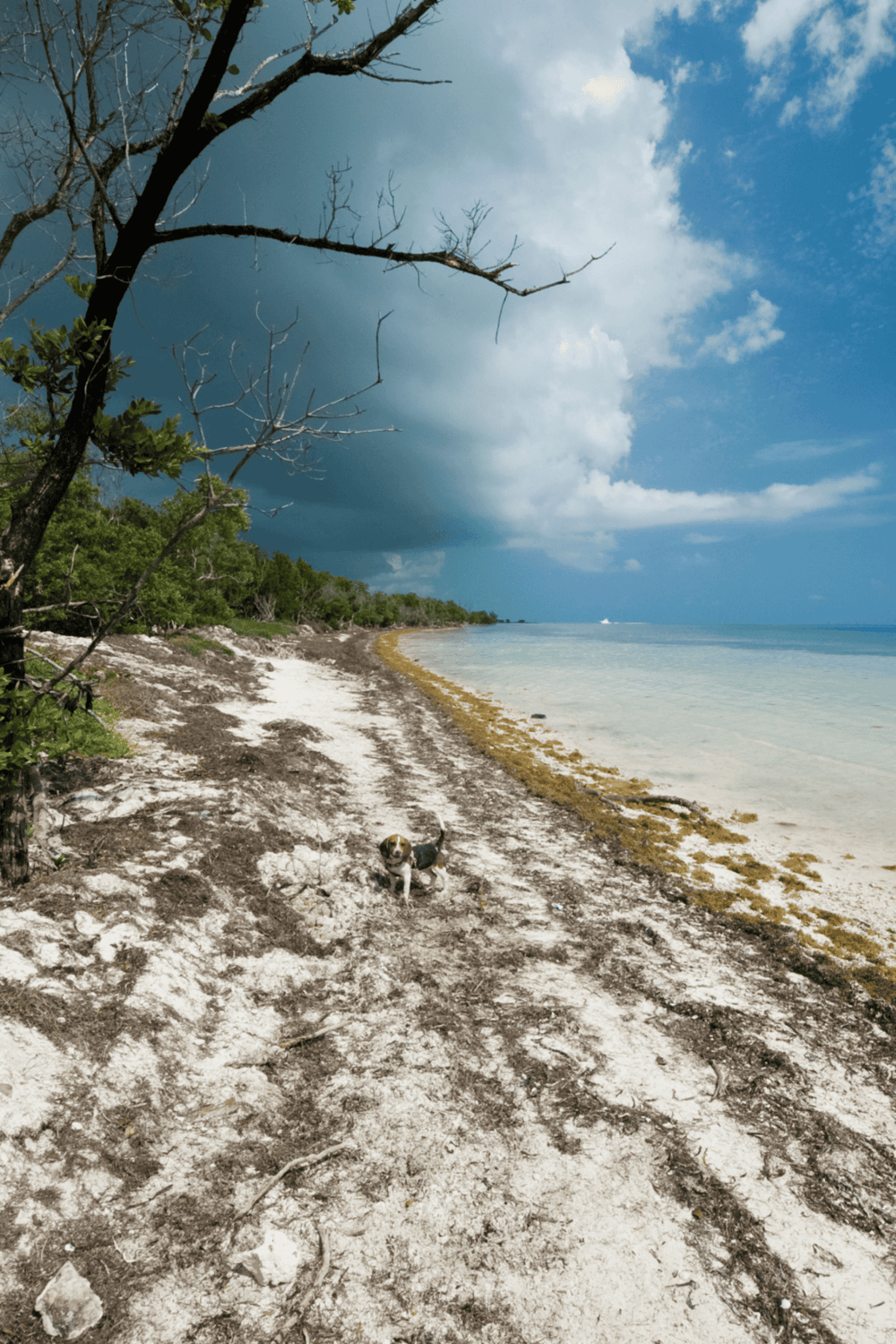 Sunny beach with storm clouds, shoreline, and dog, scenic coastal landscape for travel and adventure.