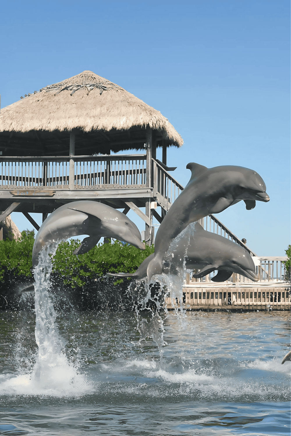Dolphins jumping out of water near a thatched-roof hut at a marine attraction.