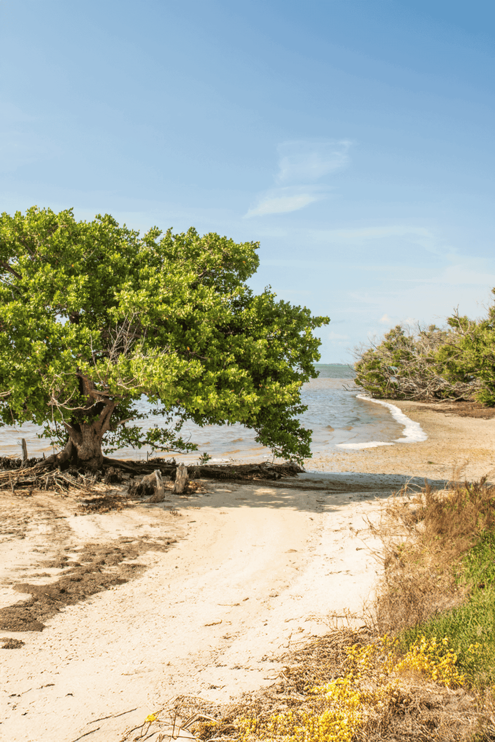 Lush green tree on sandy beach by calm waters under clear blue sky.
