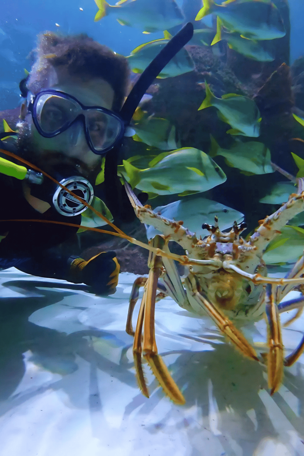 Colorful underwater scene with diver and lobster in a marine exhibit.