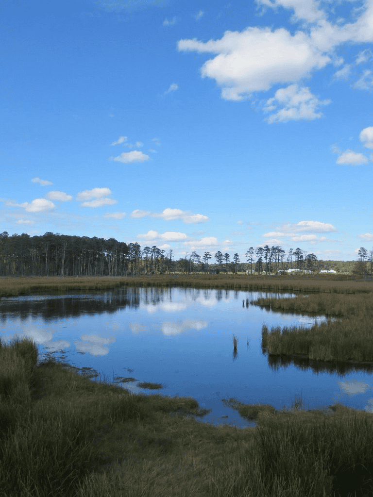 Serene marshland with calm water reflecting blue sky and clouds, ideal for nature exploration and outdoor activities.