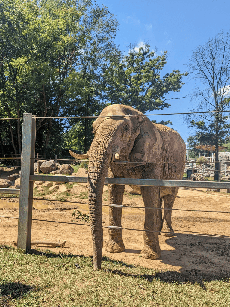 Elephant at zoo looking through fence, wildlife conservation, animal exhibit, majestic big wildlife, outdoor zoo setting.