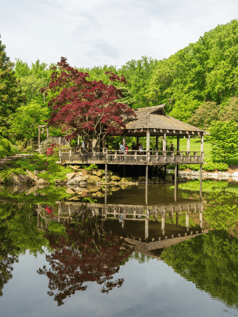 Tranquil park with wooden gazebo and vibrant red maple trees near calm water reflection.