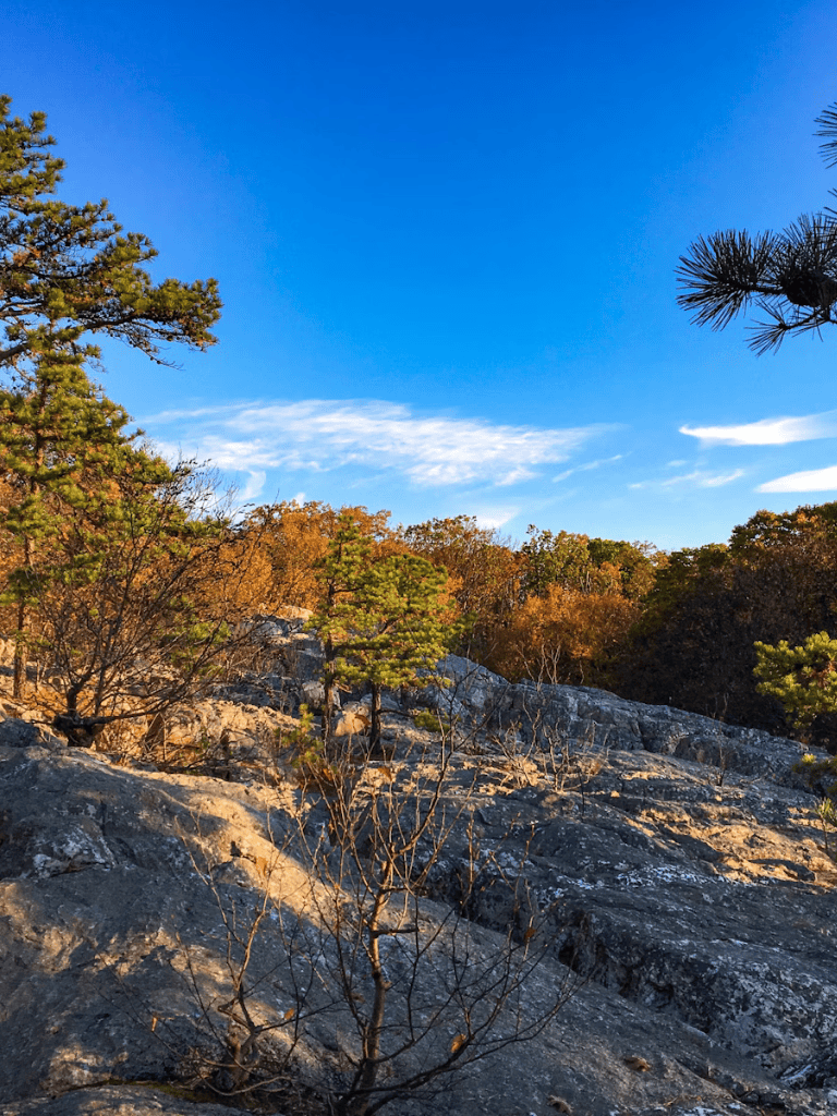 Lush forest with rocky terrain under clear blue sky, perfect for outdoor adventures and nature exploration.