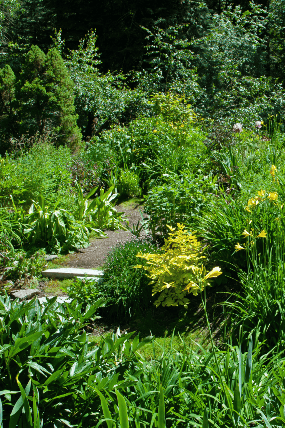 Lush garden with winding path, vibrant flowers, and tall trees for outdoor relaxation SEO.