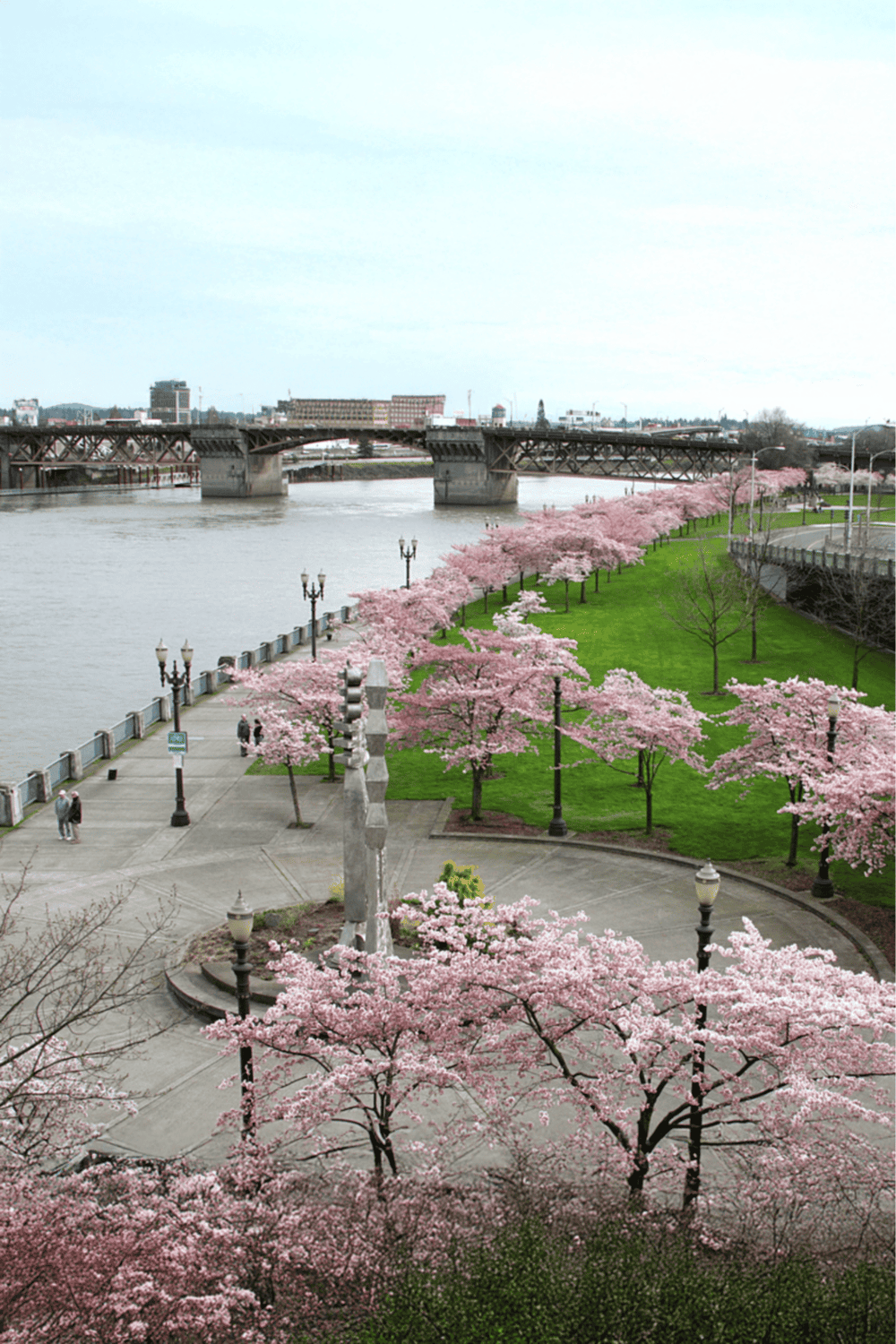 Vibrant cherry blossom trees along a riverwalk with a bridge and cityscape in the background.