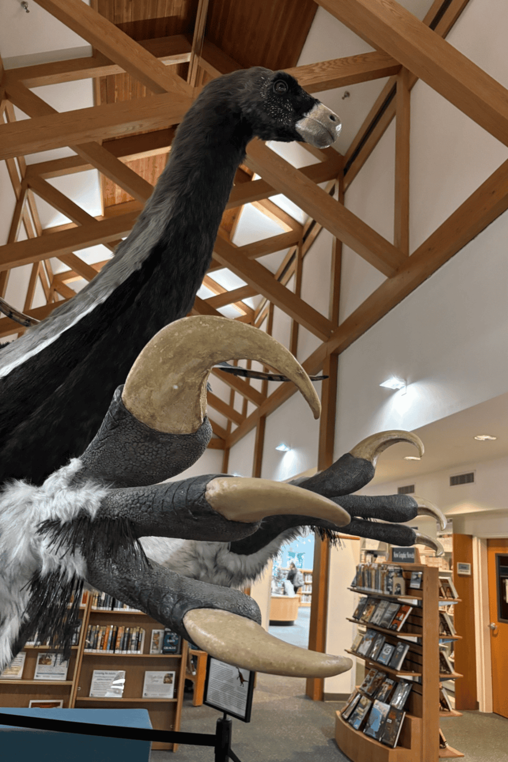 Giant animal display featuring a mounted bird with large claws in a library.