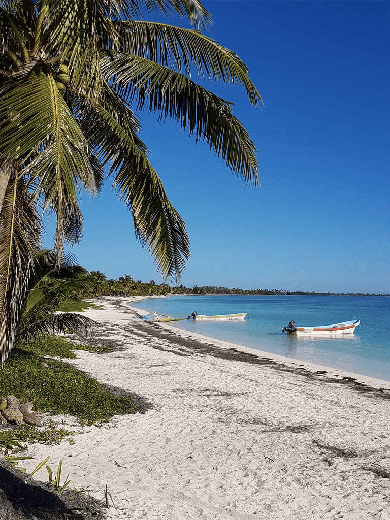 Palm trees on a tropical beach with boats in clear blue water, perfect for vacation planning.