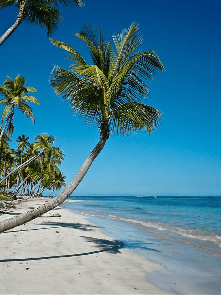 Tropical beach with palm trees, white sand, and clear blue water under a bright sky.