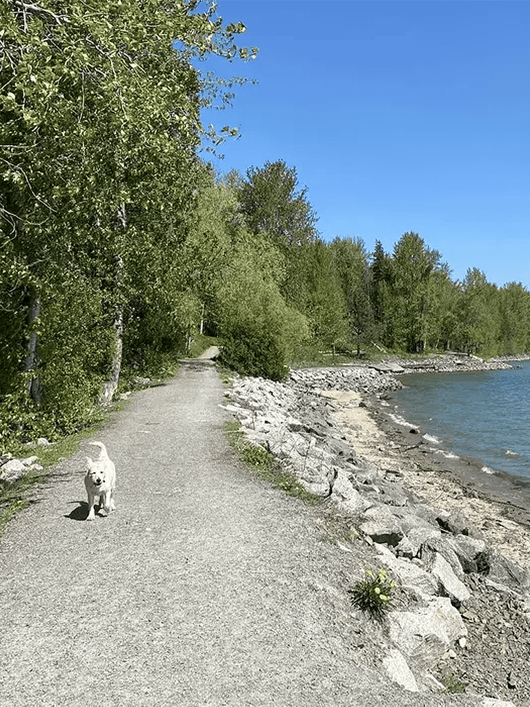 Tranquil lakeside walking trail with lush trees and a dog enjoying nature in sunny weather.