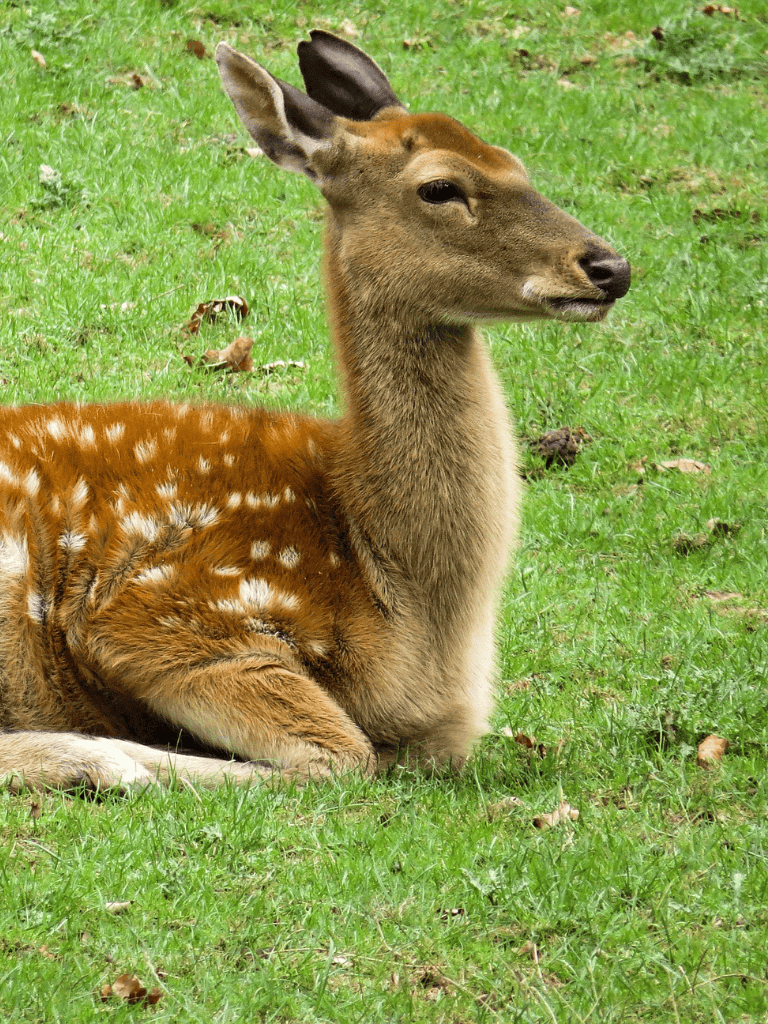 Deer with a rich brown coat and white spotting lying on green grass in a natural setting.