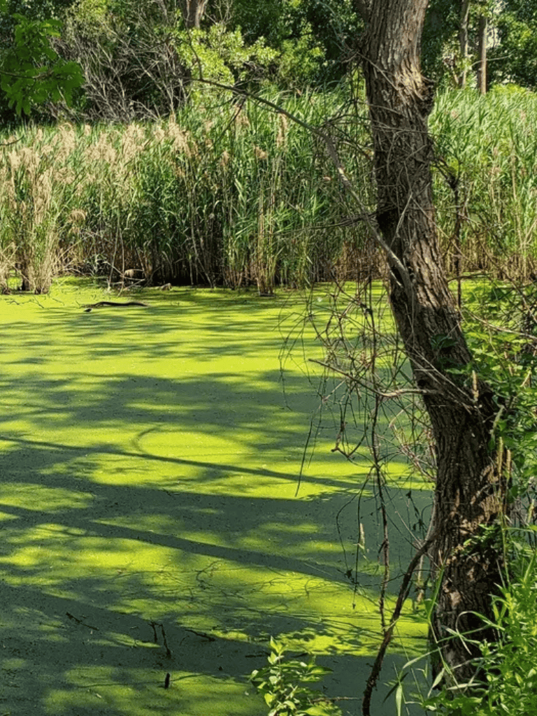 Overgrown swamp with algae-covered water and tall trees in a natural wetland setting.