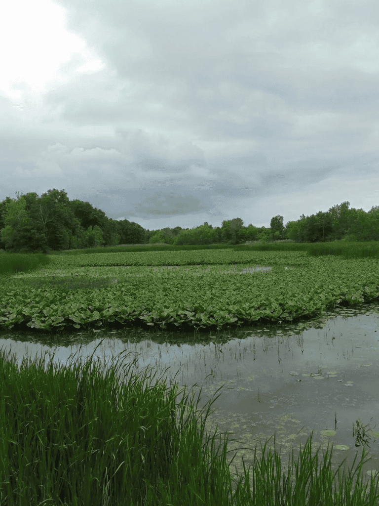 Serene wetland with lush greenery and overcast sky, ideal for nature exploration and bird watching.