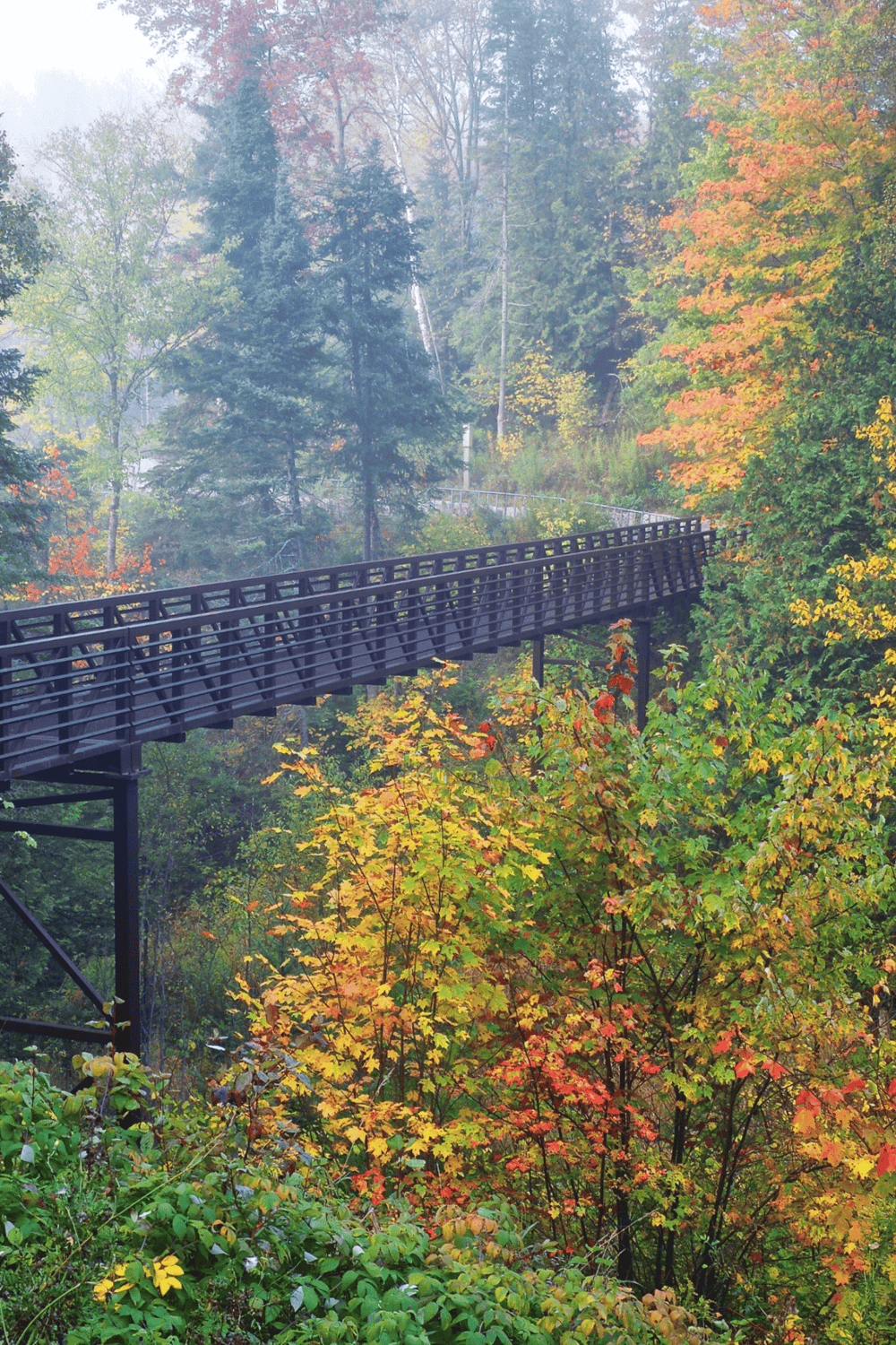 Vibrant autumn trees surrounding a scenic black bridge in a lush forest setting.
