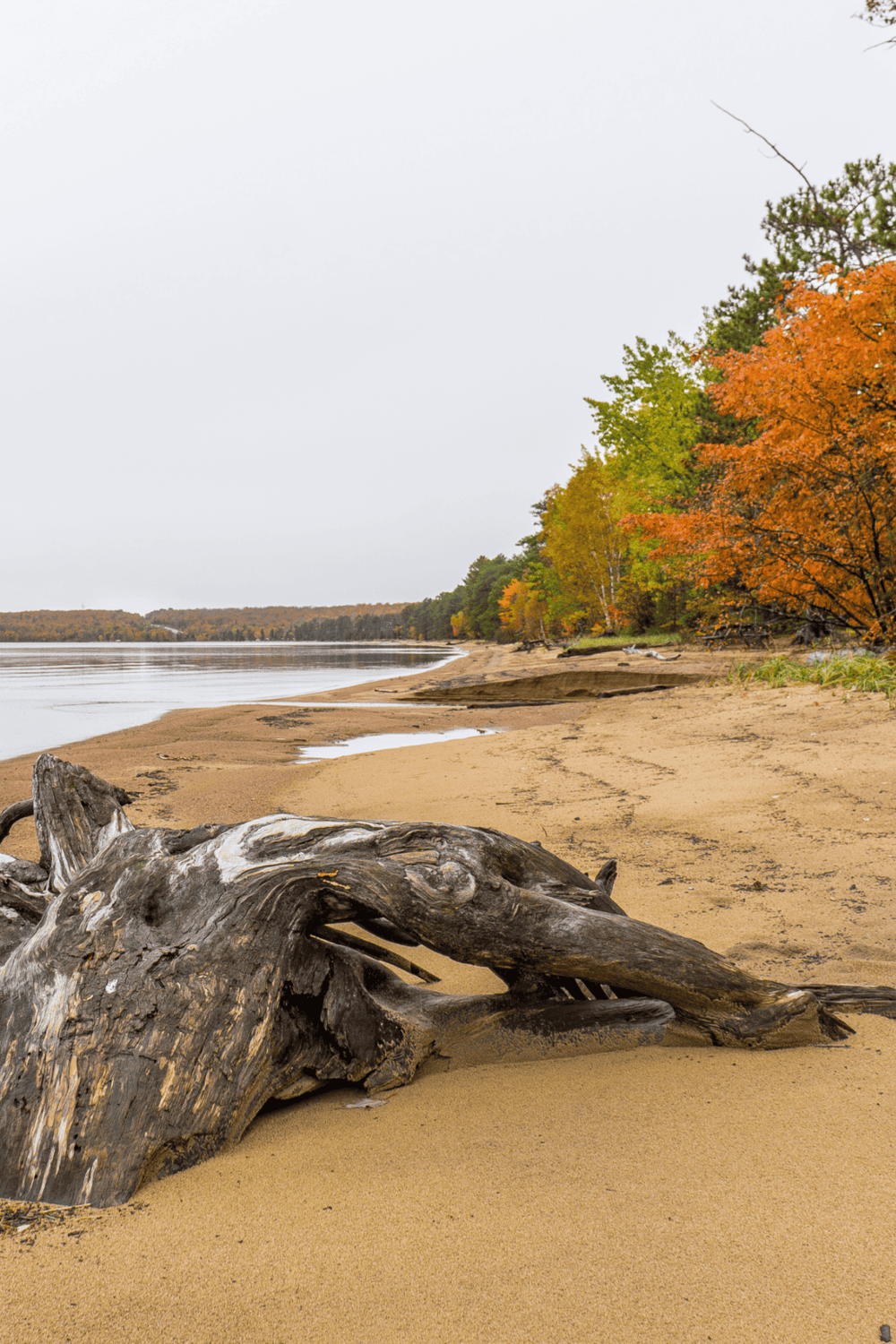 Driftwood on sandy riverbank with autumn trees, scenic nature landscape, fall foliage, outdoor exploration, QuestForDirections.