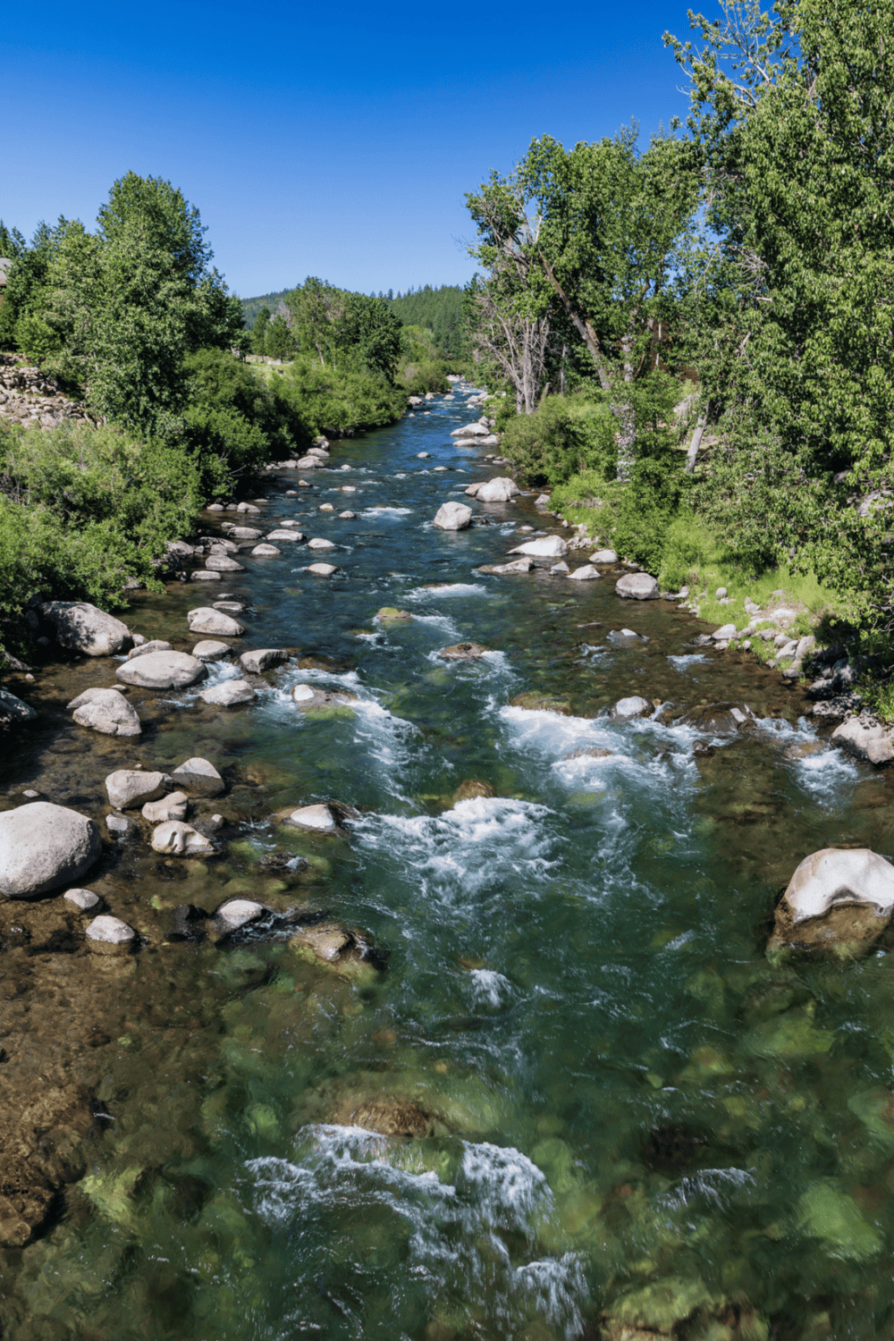 Tranquil river flowing through lush green trees in scenic natural landscape.