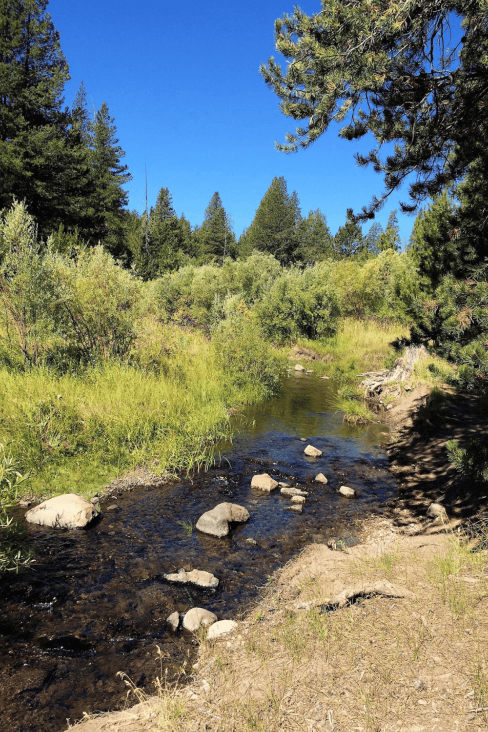 Serene forest creek with lush greenery and tall pine trees under clear blue sky.