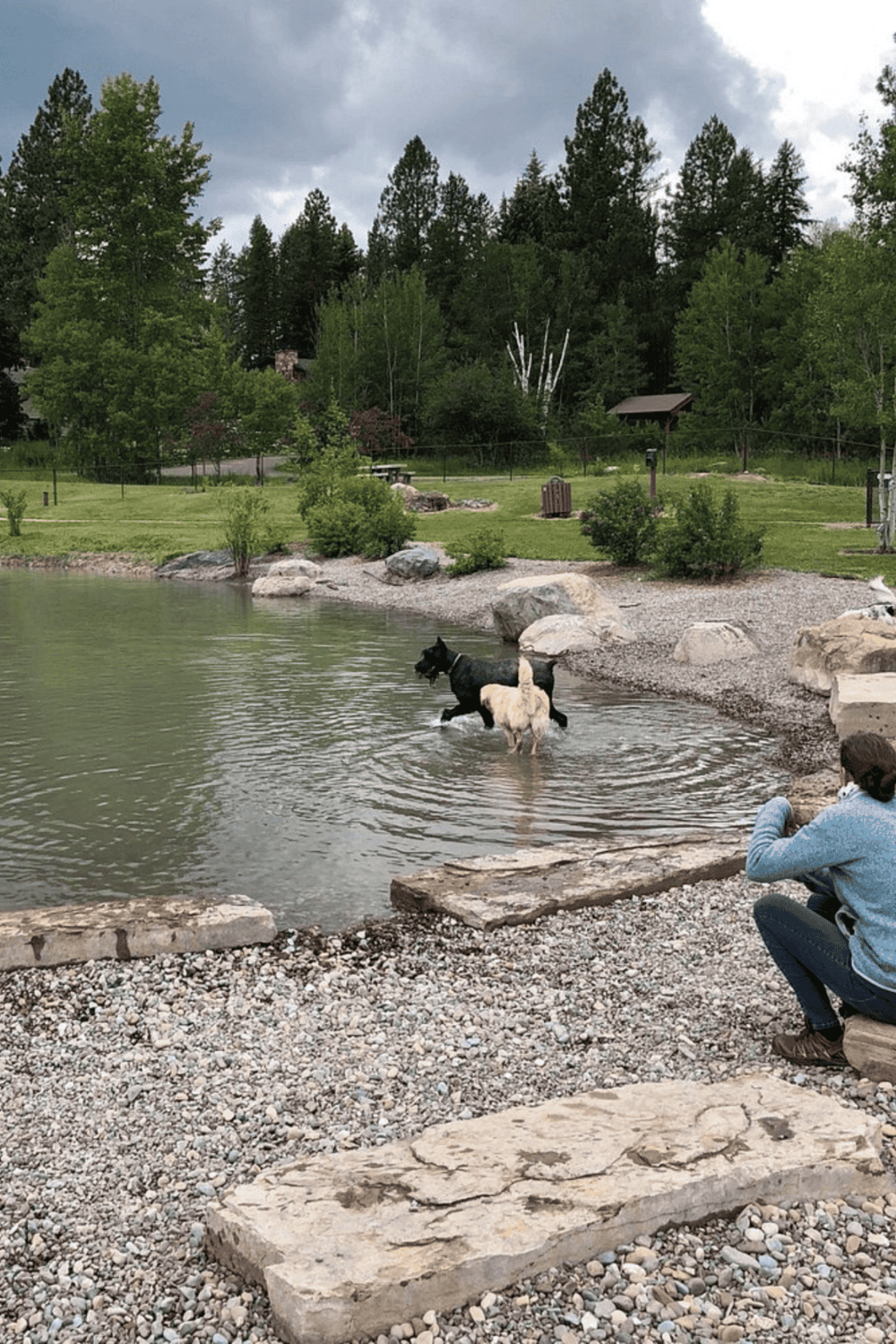 Dogs playing in lake at park with trees and picnic area, scenic outdoor recreation and nature experience.