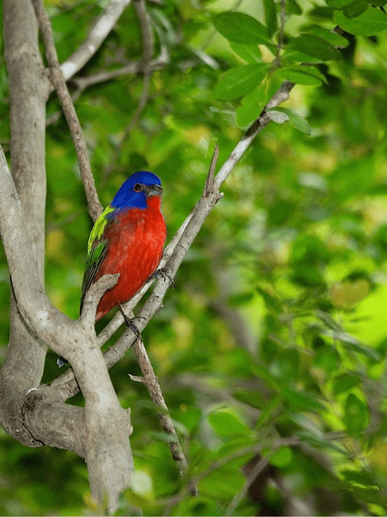 Vivid blue, red, and green bird perched in lush green tree foliage.