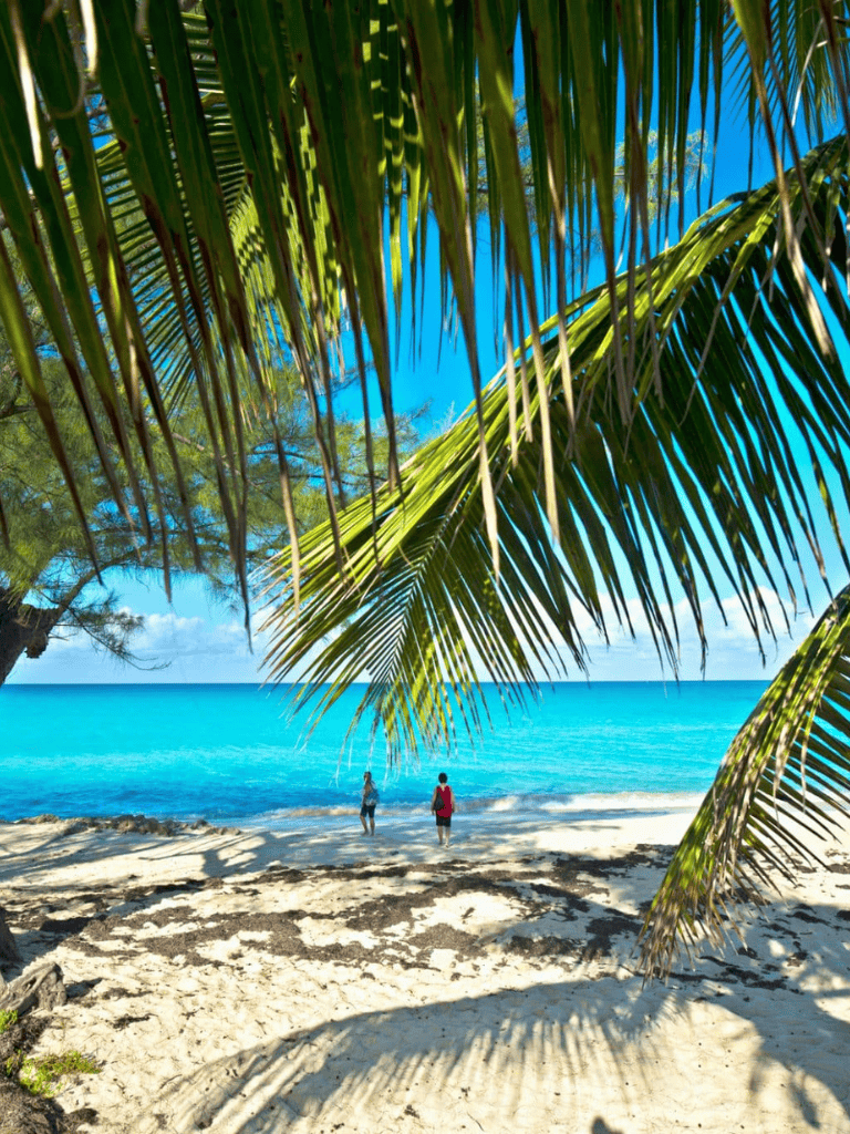 Relaxing tropical beach with palm trees, blue ocean, and visitors enjoying the scenery.