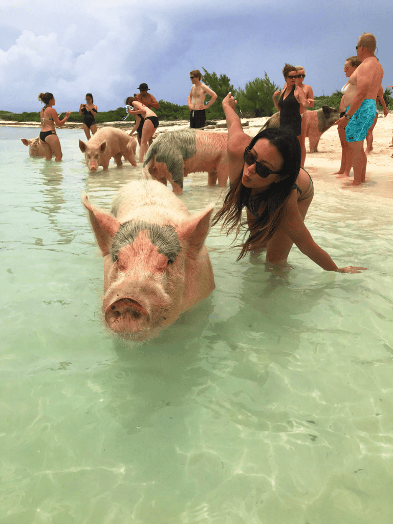 Pig swimming with people at beach, outdoor ocean activity, summer vacation fun.