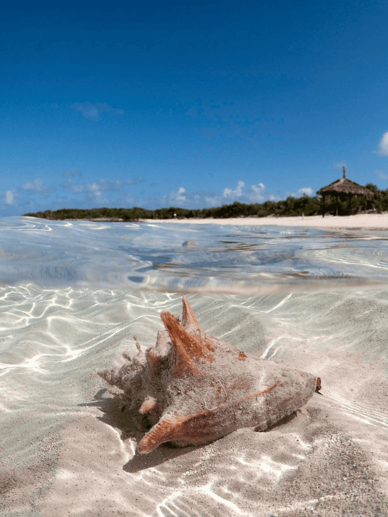 Seashell on sandy beach with clear water and blue sky in tropical paradise.