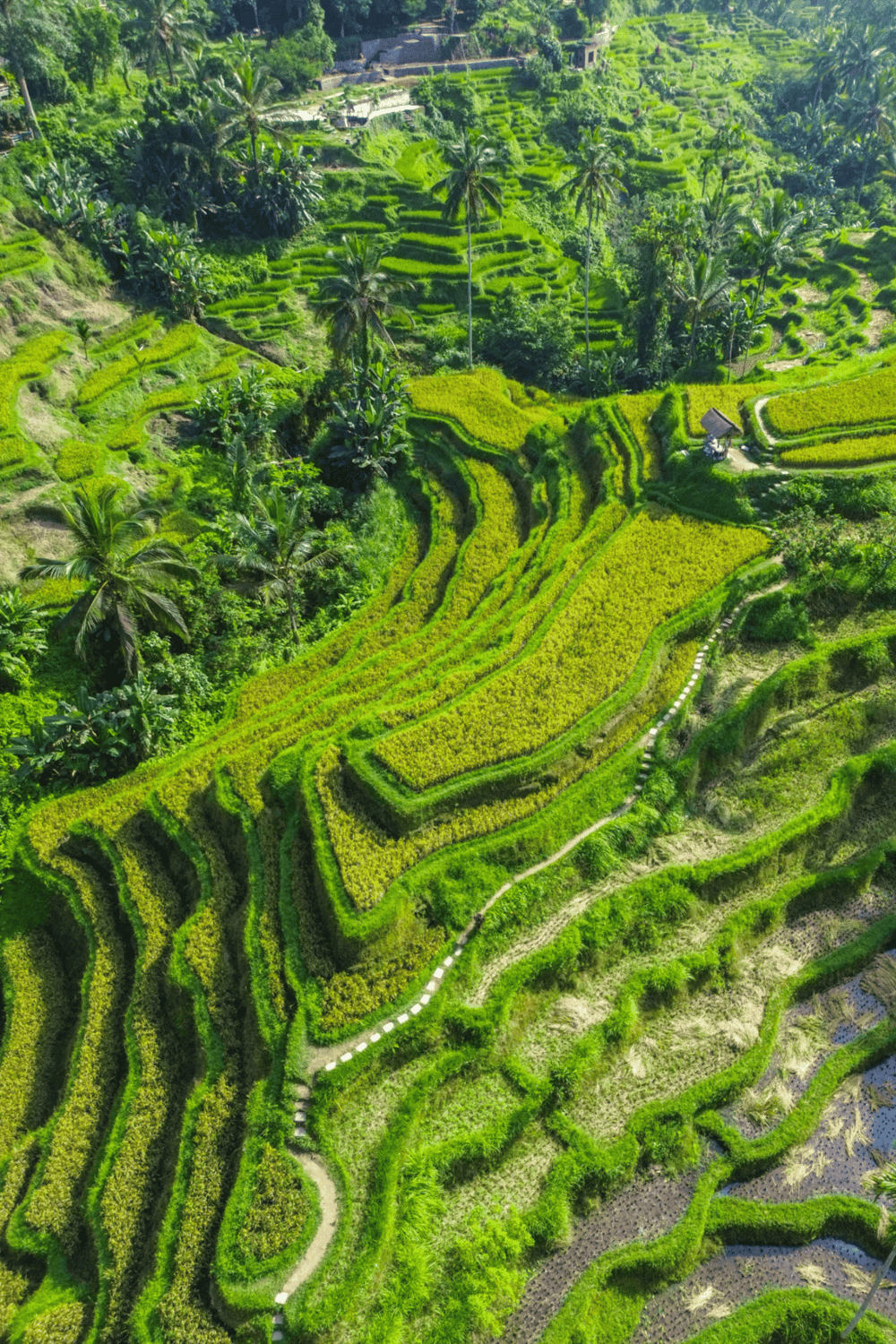 Lush green terraced rice fields in a tropical landscape for eco-friendly travel.