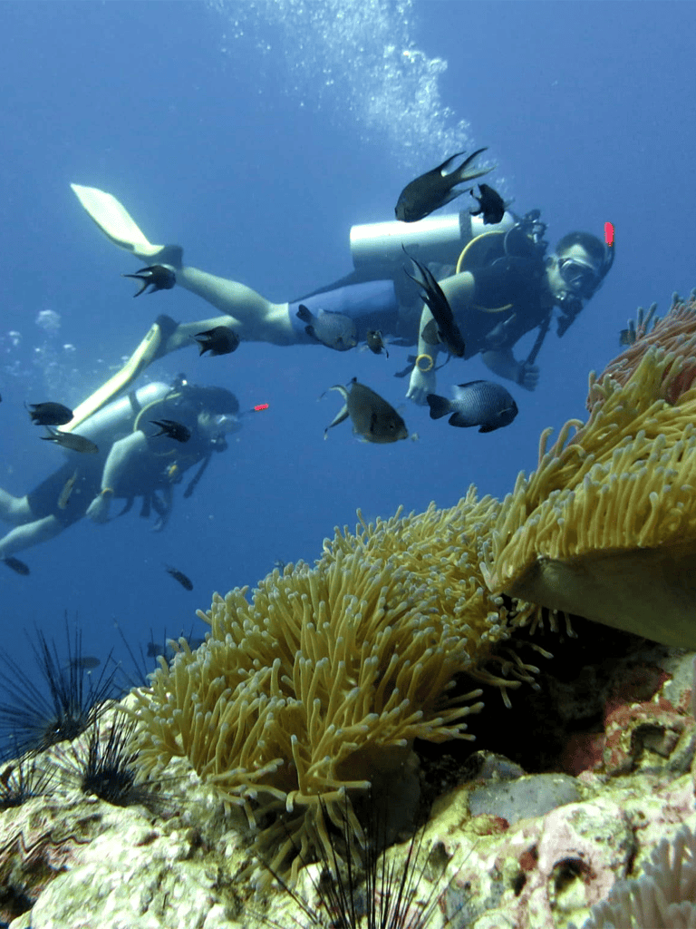 Scuba divers exploring vibrant coral reef with colorful fish and marine life underwater.