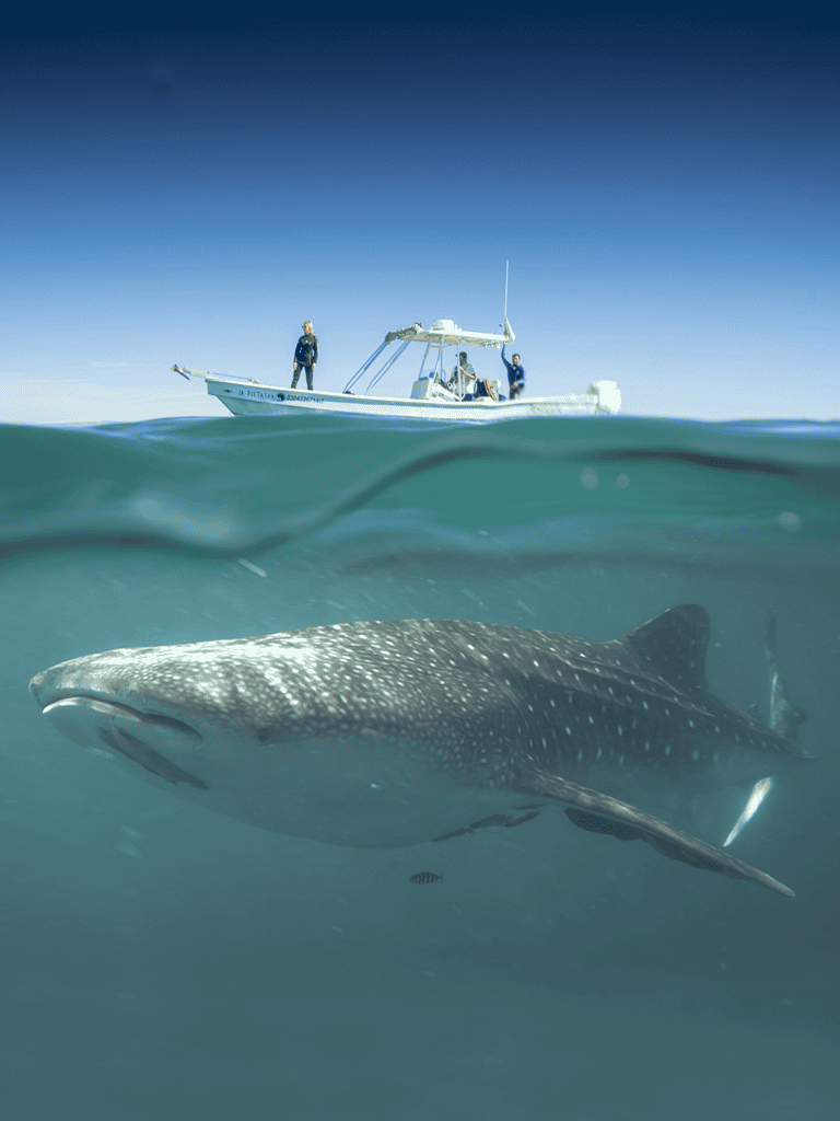 Whale Shark beneath boat, deep blue ocean, marine life, adventure, snorkeling, scuba diving, guided tours, marine exploration.