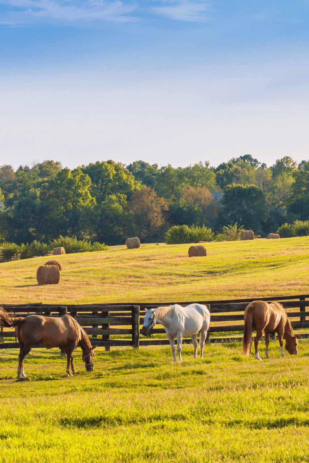Pasture with horses, hay bales, and lush green trees under a bright blue sky.