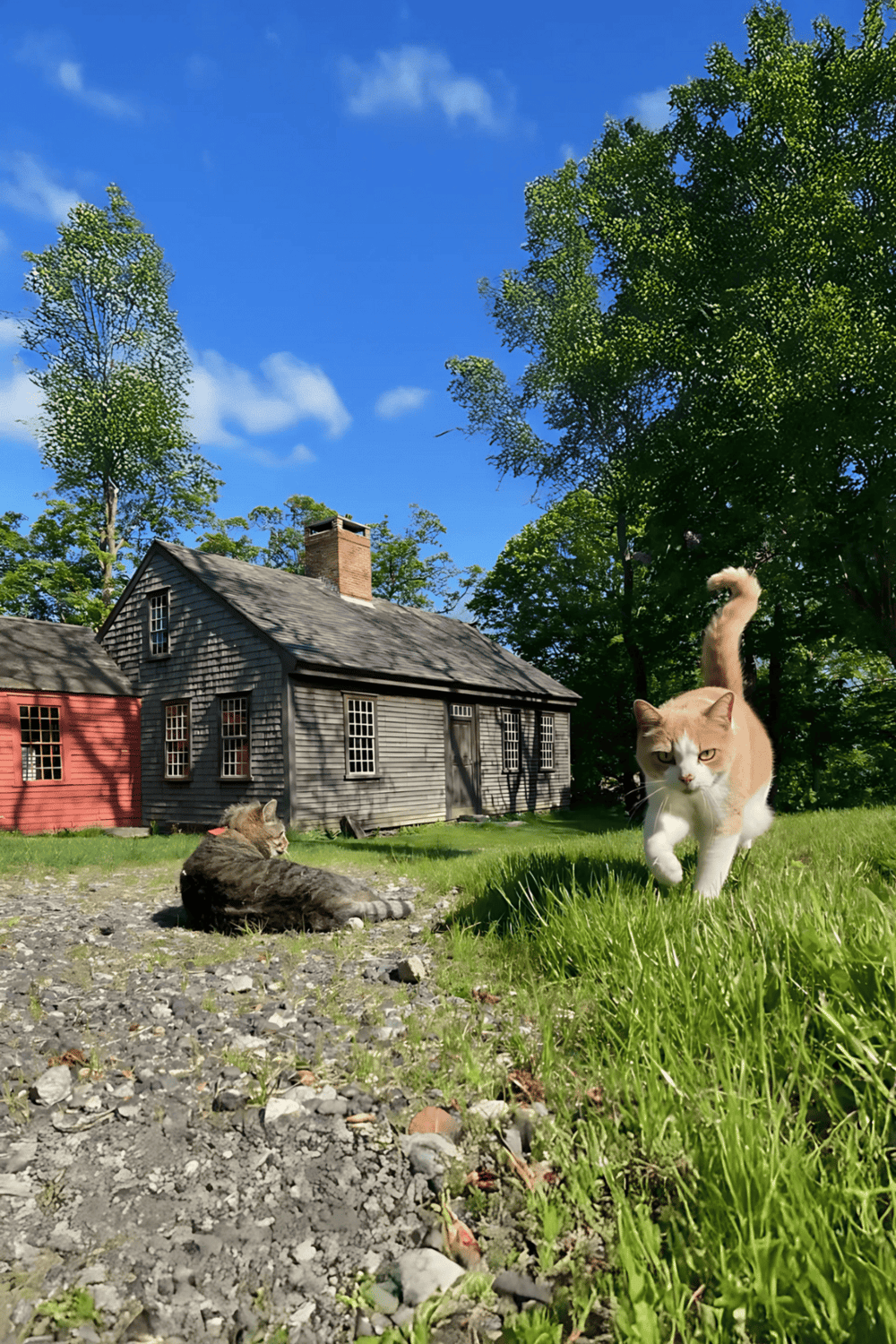 Cats relaxing on the grass near a rustic house on a sunny day.