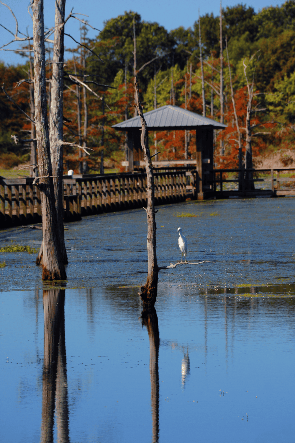 Tranquil lakeside scene with a heron, wooden dock, and autumn trees in the background.