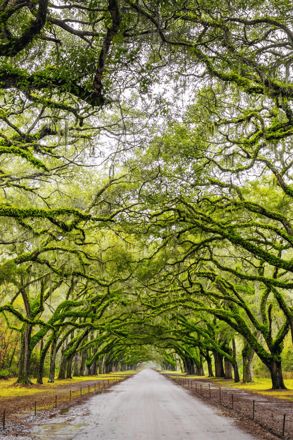 Lush green tree canopy forming a scenic tunnel on a forest road, perfect for nature and travel photography.