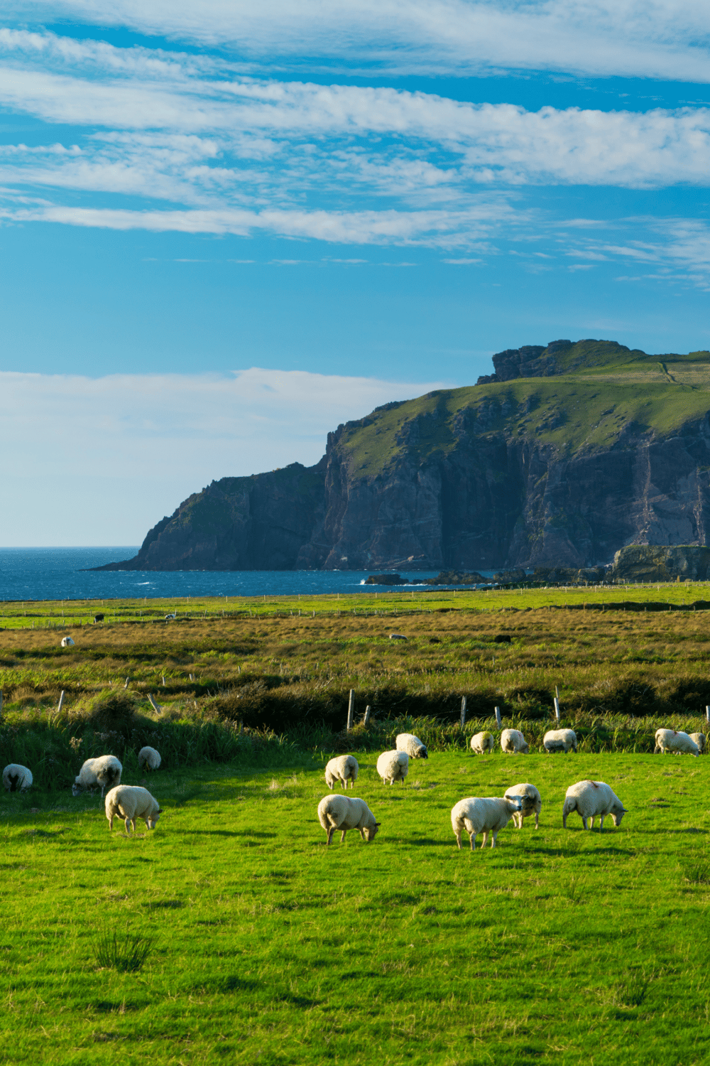 Sheep grazing on lush green fields with scenic coastline and cliffs in the background, showcasing natural beauty and rural landscapes.