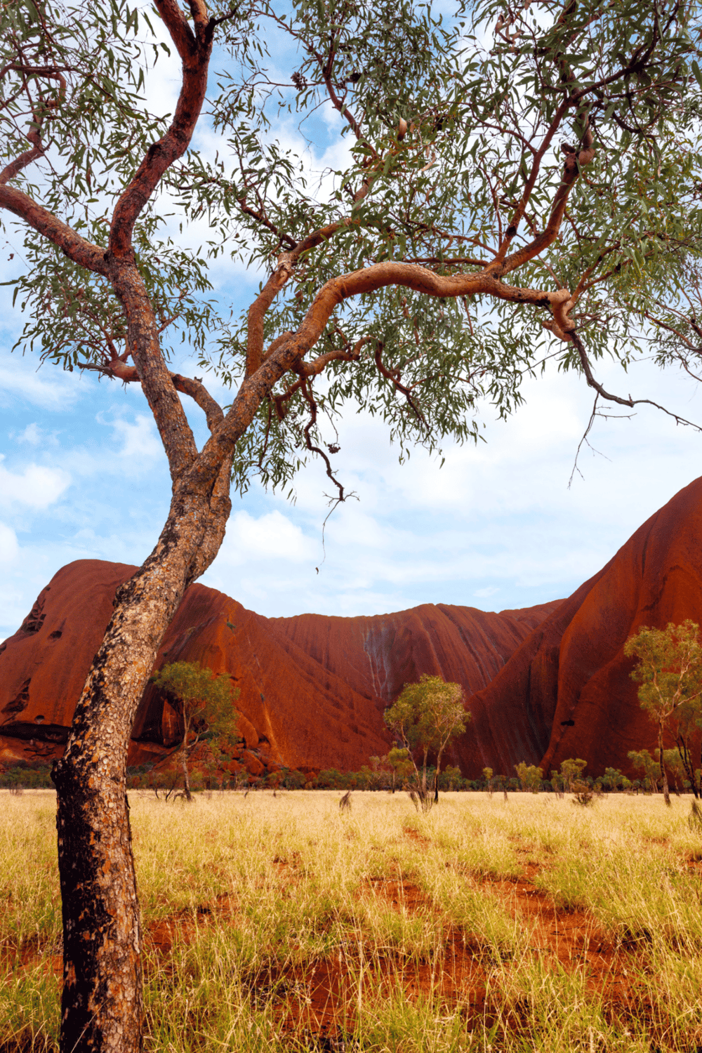 Ancient tree in Uluru-Kata Tjuta National Park, Australia, iconic for its natural beauty and red rock landscape.